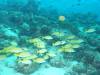 126 - Maldives3-1 Maa Giri Rock