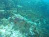 101 - Maldives3-2 Kuda Giri Wreck