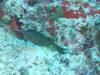 103 - Maldives3-2 Kuda Giri Wreck