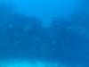 104 - Maldives3-2 Kuda Giri Wreck