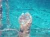 129 - Maldives3-2 Kuda Giri Wreck