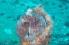 130 - Maldives3-2 Kuda Giri Wreck