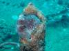 132 - Maldives3-2 Kuda Giri Wreck