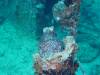 133 - Maldives3-2 Kuda Giri Wreck