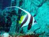 135 - Maldives3-2 Kuda Giri Wreck