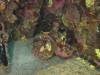 148 - Maldives3-2 Kuda Giri Wreck