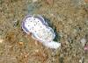 149 - Maldives3-2 Kuda Giri Wreck