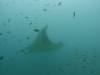 101 - Maldives8-2 Kotte Rock Mantas