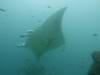 102 - Maldives8-2 Kotte Rock Mantas