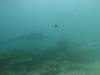 104 - Maldives8-2 Kotte Rock Mantas