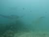 105 - Maldives8-2 Kotte Rock Mantas