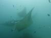 107 - Maldives8-2 Kotte Rock Mantas