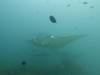 109 - Maldives8-2 Kotte Rock Mantas