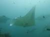 110 - Maldives8-2 Kotte Rock Mantas