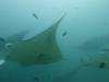 111 - Maldives8-2 Kotte Rock Mantas
