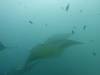 112 - Maldives8-2 Kotte Rock Mantas
