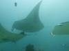 113 - Maldives8-2 Kotte Rock Mantas