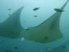 114 - Maldives8-2 Kotte Rock Mantas