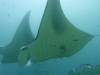115 - Maldives8-2 Kotte Rock Mantas