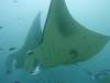 116 - Maldives8-2 Kotte Rock Mantas
