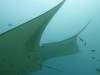 118 - Maldives8-2 Kotte Rock Mantas