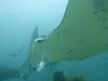 119 - Maldives8-2 Kotte Rock Mantas