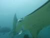 120 - Maldives8-2 Kotte Rock Mantas