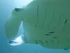122 - Maldives8-2 Kotte Rock Mantas