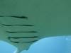 124 - Maldives8-2 Kotte Rock Mantas