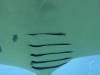 125 - Maldives8-2 Kotte Rock Mantas