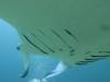 126 - Maldives8-2 Kotte Rock Mantas