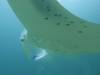 127 - Maldives8-2 Kotte Rock Mantas