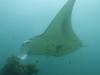 128 - Maldives8-2 Kotte Rock Mantas