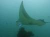 129 - Maldives8-2 Kotte Rock Mantas
