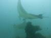 130 - Maldives8-2 Kotte Rock Mantas
