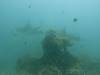 131 - Maldives8-2 Kotte Rock Mantas