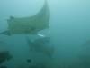 132 - Maldives8-2 Kotte Rock Mantas