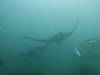 133 - Maldives8-2 Kotte Rock Mantas