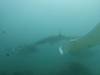 134 - Maldives8-2 Kotte Rock Mantas