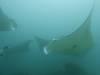 135 - Maldives8-2 Kotte Rock Mantas