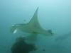 136 - Maldives8-2 Kotte Rock Mantas