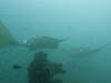 137 - Maldives8-2 Kotte Rock Mantas