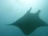 141 - Maldives8-2 Kotte Rock Mantas