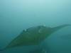 143 - Maldives8-2 Kotte Rock Mantas