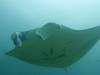 145 - Maldives8-2 Kotte Rock Mantas