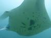 146 - Maldives8-2 Kotte Rock Mantas