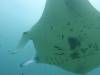 147 - Maldives8-2 Kotte Rock Mantas
