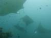 148 - Maldives8-2 Kotte Rock Mantas