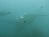 149 - Maldives8-2 Kotte Rock Mantas