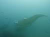 151 - Maldives8-2 Kotte Rock Mantas